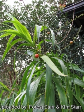 Dracaena angustifolia
