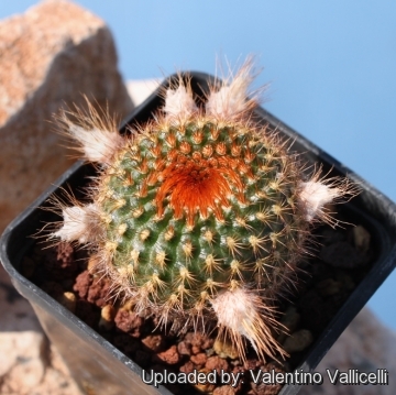 Frailea pumila f. rubrispina