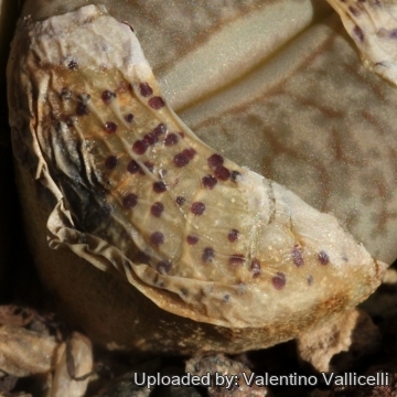 Lithops pseudotruncatella C068 (syn. alpina) 35 km SSE of Windhoek, Namibia