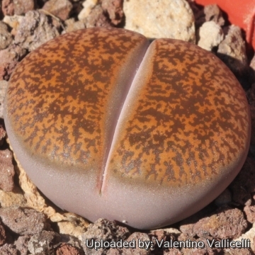 Lithops lesliei C115 5 km NW of Vryburg, South Africa
