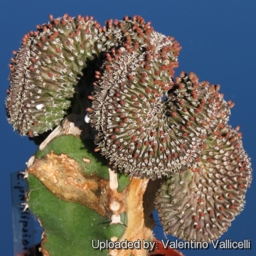 Euphorbia phillipsioides f. cristata