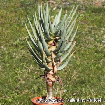 Aloe dichotoma