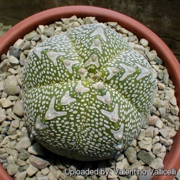 Astrophytum hybrid ONZ-SK  V type (A. myriostigma cv. Onzuka x A. asterias cv. Superkabuto)