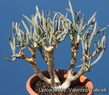 Aloe dichotoma subs. ramosissima