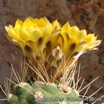 Rebutia fidaiana