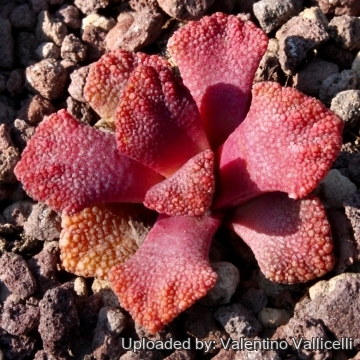 Titanopsis calcarea cv. Red Spur
