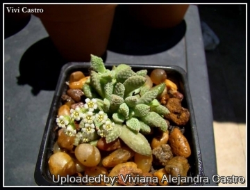 Crassula ausensis subs. titanopsis