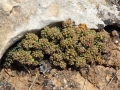 Sedum album subsp. rupi-melitense at Dingli cliffs. Malta.