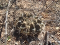 Gymnocalycium megatae, AA 222, Col. Neuland, Dep. Boquerón, Paraguay, 141m.