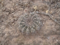 Gymnocalycium megatae, AA 270, E Boyuibe, Dep. Sta. Cruz, Bolivia, 762m.