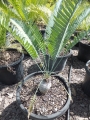 Old specimen grown from seed. At Cycad International. Katherine (Australia)