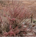 Blooming habit. Profusion of small pink flower with reflexed petals are seen in spring ( photographer Alaín Christophe).