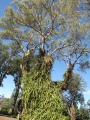 Climbing up Eucalyptus at Haleakala Ranch HQ Makawao, Maui, Hawaii (USA). March 01, 2011.