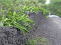 Habit at LaPerouse, Maui, Hawaii (USA). April 10, 2004.