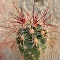 (Locality: Sud Tonapah, Nevada) A colourful assortment of red and white spines.