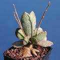 Adromischus schuldtianus