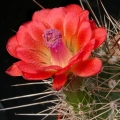 A male flower with abundant pollen.