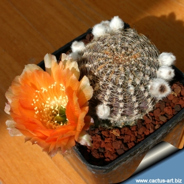 3500 cactus-art Cactus Art