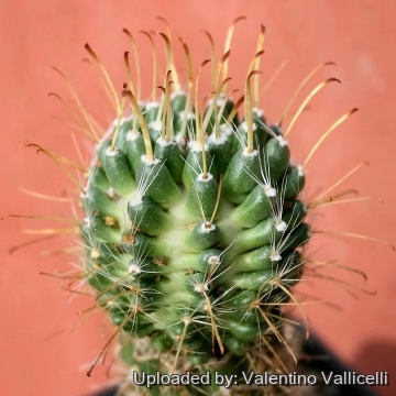 4475 valentino Valentino Vallicelli