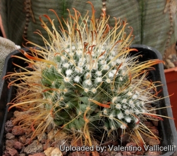 4484 valentino Valentino Vallicelli