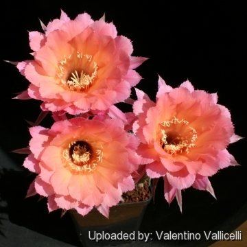 13701 valentino Valentino Vallicelli