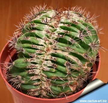 13801 cactus-art Cactus Art