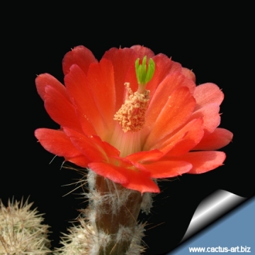 14131 cactus-art Cactus Art