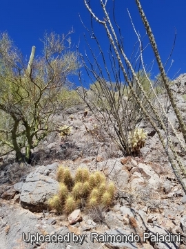 29952 RapCactus Raimondo Paladini