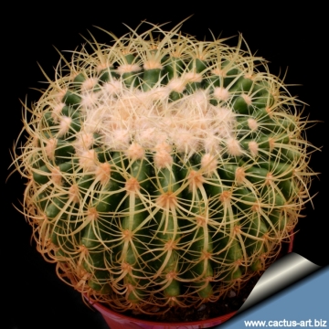 14472 cactus-art Cactus Art