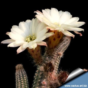 14875 cactus-art Cactus Art