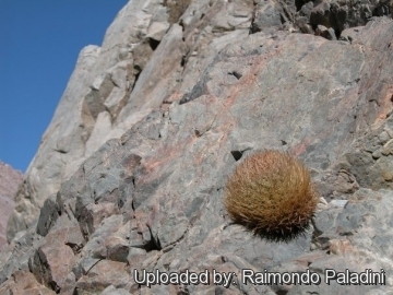 27032 RapCactus Raimondo Paladini