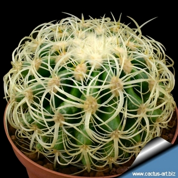 3806 cactus-art Cactus Art