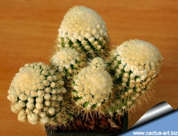 5051 cactus-art Cactus Art