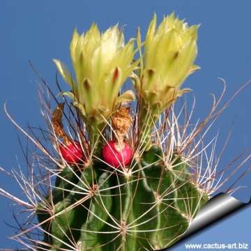 7652 cactus-art Cactus Art