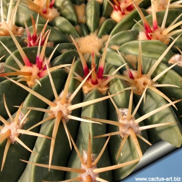 1700 cactus-art Cactus Art