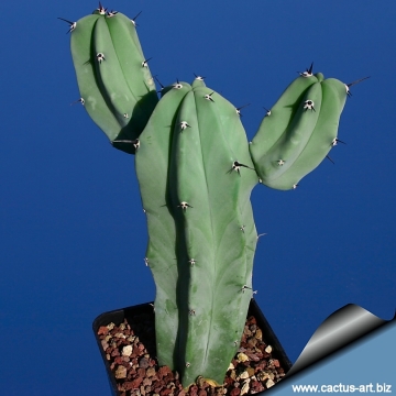 11827 cactus-art Cactus Art