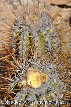 27119 RapCactus Raimondo Paladini