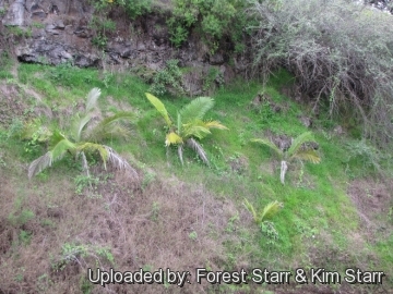 20336 star Forest Starr & Kim Starr