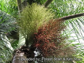 20775 star Forest Starr & Kim Starr