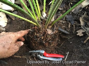 26301 josef Josef Cycad Perner 