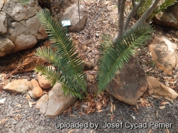 25067 josef Josef Cycad Perner 