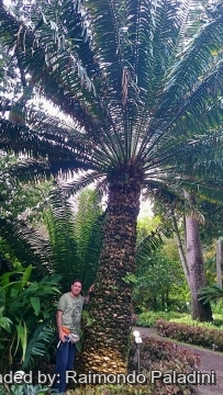 28982 RapCactus Raimondo Paladini