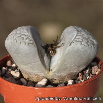 18493 valentino Valentino Vallicelli