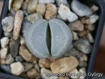 24416 agocs Agócs György