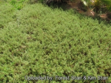 21022 star Forest Starr & Kim Starr