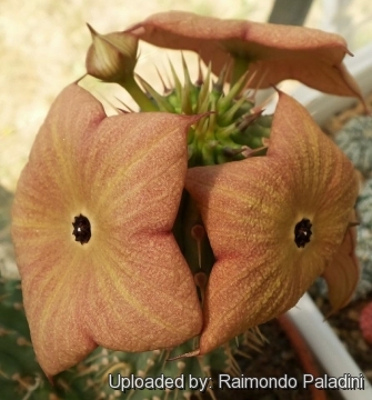 27200 RapCactus Raimondo Paladini