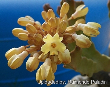 27199 RapCactus Raimondo Paladini