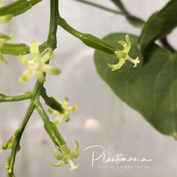 30793 plantemania © Plantemania