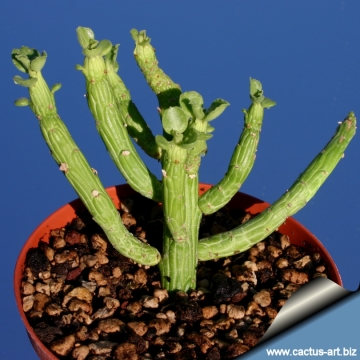 11835 cactus-art Cactus Art