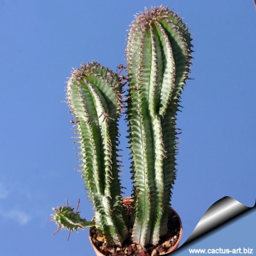 15983 cactus-art Cactus Art